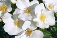 Rosa Escimo, 2l podā