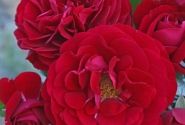 Rosa Bordeaux, 2l podā