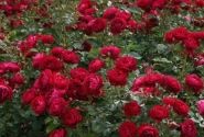 Rosa Bordeaux, 2l podā