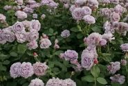 Rosa Novalis, 2l podā