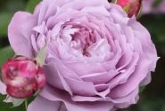 Rosa Novalis, 2l podā
