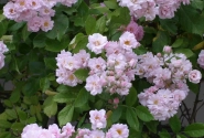 Rosa Bonny