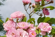Rosa Bonny