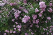 Rosa Bonny