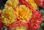 Rosa Rose der Hoffnung, 2l podā