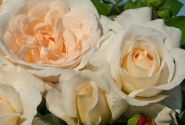 Rosa Kosmos, 2l podā