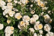 Rosa Kosmos, 2l podā