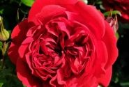 Rosa Out of Rosenheim