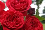 Rosa Out of Rosenheim, 2l podā