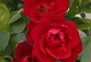 Rosa Milano