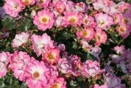 Rosa Dolomiti, 2l podā
