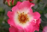 Rosa Dolomiti, 2l podā