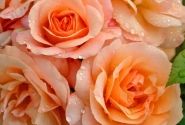 Rosa Aprikola, augststumbrs 80cm
