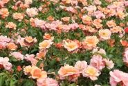 Rosa Aprikola, augststumbrs 80cm