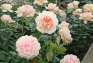 Rosa Garden of Roses, augststumbrs 80cm