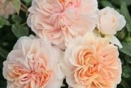 Rosa Garden of Roses, augststumbrs 80cm
