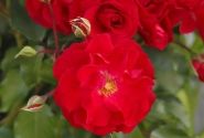 Rosa Rotilia, augststumbrs 80cm
