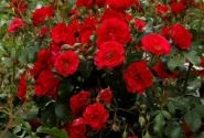 Rosa Rotilia, 2l podā