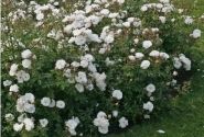 Rosa Diamant, augststumbrs 80cm