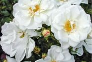 Rosa Diamant, augststumbrs 80cm