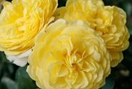 Rosa Solero, 2l podā
