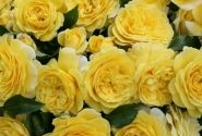 Rosa Solero, 2l podā