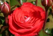 Rosa Planten un Blomen, 2l podā