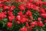 Rosa Planten un Blomen, 2l podā