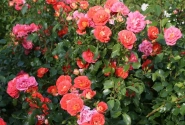 Rosa Gebrüder Grimm