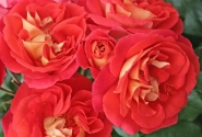 Rosa Gebrüder Grimm, 2l podā