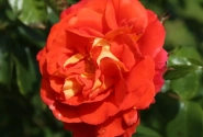 Rosa Gebrüder Grimm, 2l podā