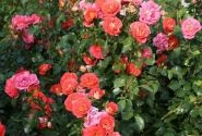 Rosa Gebrüder Grimm
