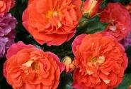 Rosa Gebrüder Grimm, 2l podā