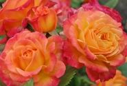 Rosa Gartenspaß, 2l podā