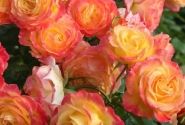 Rosa Gartenspaß, 2l podā