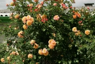 Rosa Aloha, 2l podā
