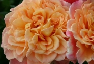 Rosa Aloha, 2l podā