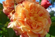 Rosa Aloha, 2l podā