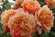 Rosa Aloha, 2l podā