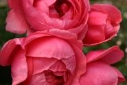 Rosa Gartenprinzessin Marie-José