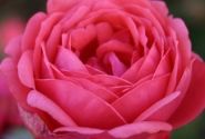Rosa Gartenprinzessin Marie-José, 2l podā