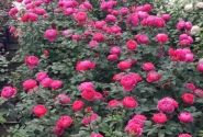 Rosa Gartenprinzessin Marie-José, 2l podā