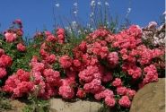 Rosa Bad Birnbach, 2l podā