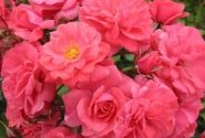 Rosa Bad Birnbach, 2l podā