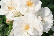 Rosa Innocencia, 2l podā