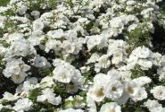 Rosa Innocencia, 2l podā
