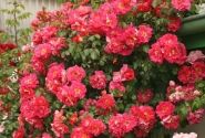 Rosa Bajazzo, 2l podā