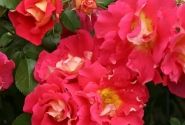 Rosa Bajazzo, 2l podā