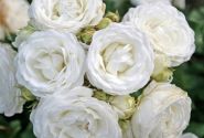 Rosa Schneeküsschen, augststumbrs 60cm