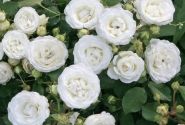 Rosa Schneeküsschen, 2l podā